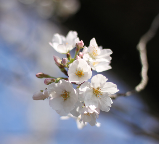 20140331-sakura-saku (1).JPG