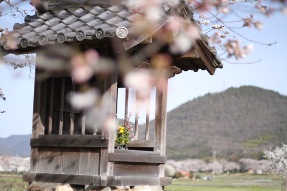 20140401-1hon-sakura-ojizousann.jpg