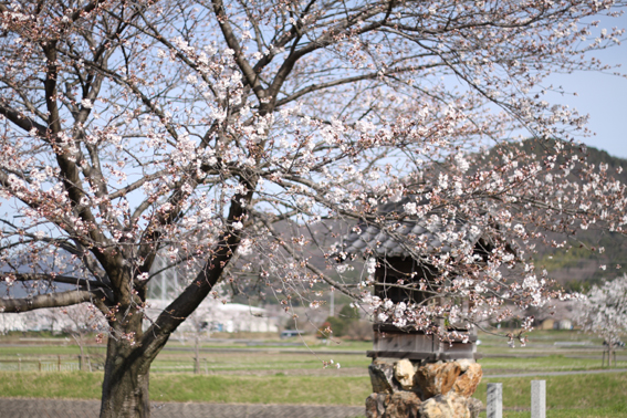 20140401-1hon-sakura-yousu.jpg