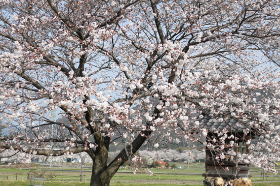 20140402-1hon-sakura-yousu.jpg