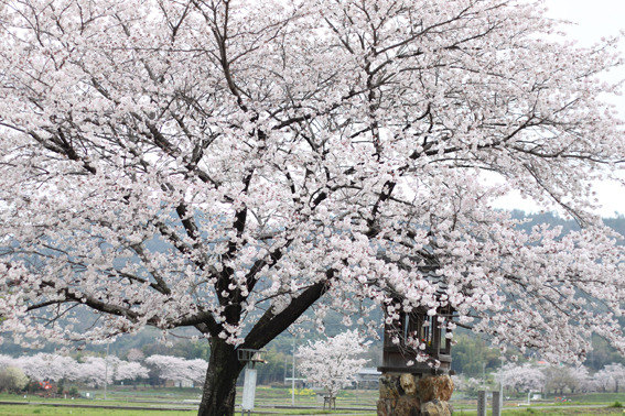 20140404-1hon-sakura-yousu.jpg