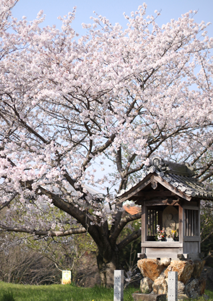 20140408-1hon-sakura-1.jpg