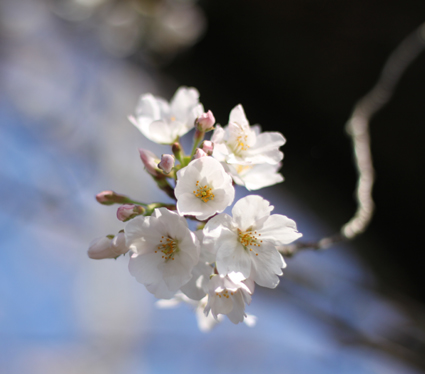 20140408-sakura-hana-1.jpg