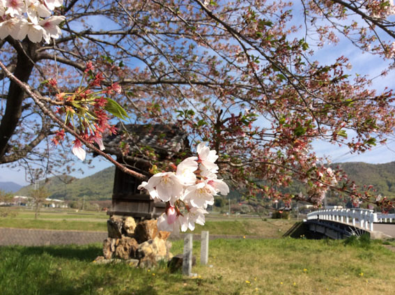 20140415-sakura-1.jpg