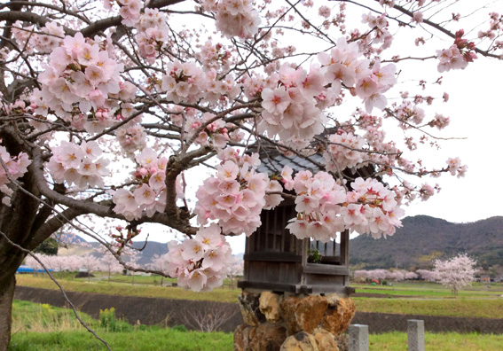 20150402-sakura-1-20cm.jpg