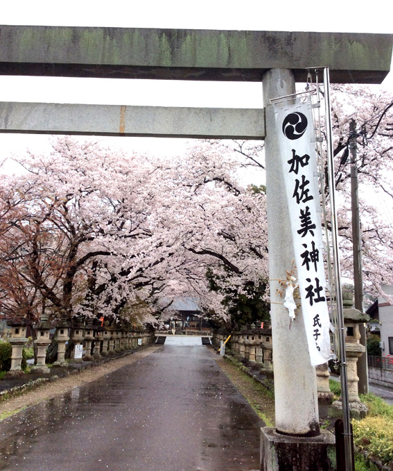 20150403-sakura-kasamijinjya.jpg