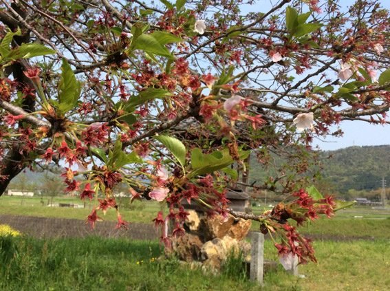 20150416-sakura-wakaba-2.jpg