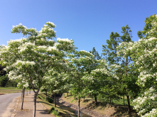 20150508-nannjyamonnjya-1.jpg