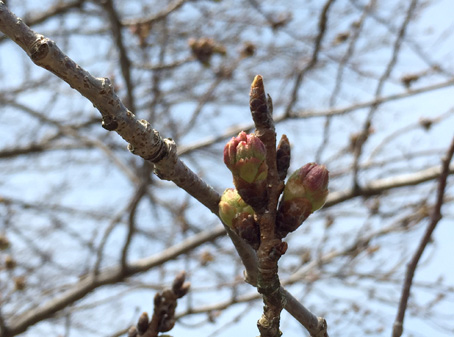 20160324-sakura-tubomi-1.jpg